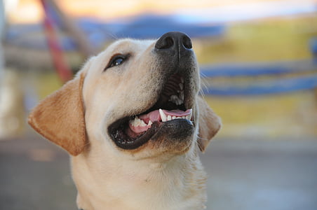 closeup photo of adult Labrador thumbnail