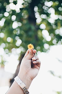 person holding yellow flower thumbnail