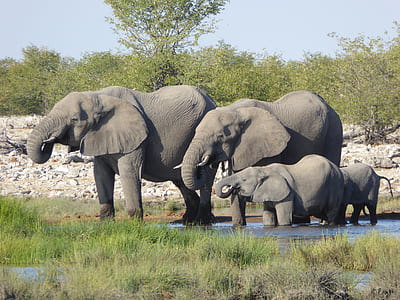 four elephants on body of water thumbnail