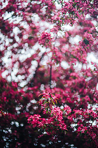 Lovely pink flowers blooming from the tree branches thumbnail