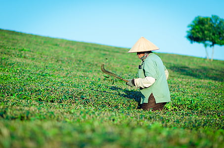 woman cutting green grass during daytime thumbnail