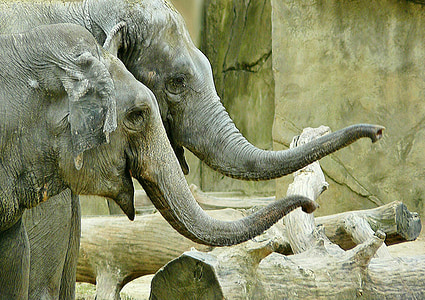 two black elephants standing near brown wooden logs thumbnail