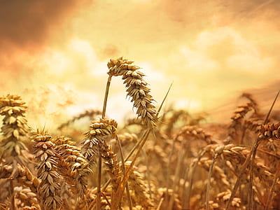 dried wheat field taken during daytime thumbnail