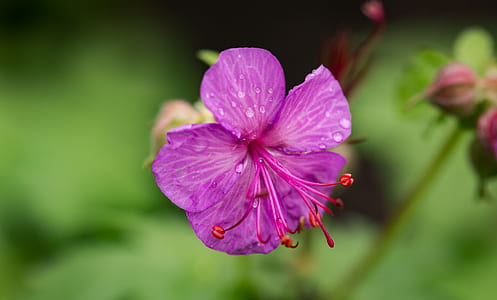 nature, garden, petals, blur thumbnail