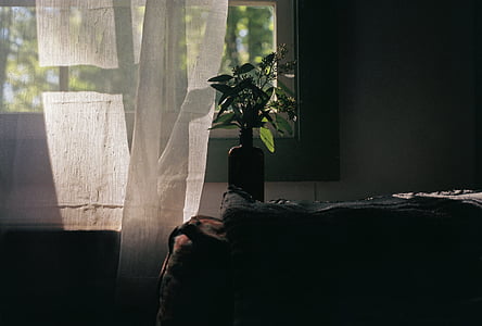 green leafed plant on vase near closed window thumbnail