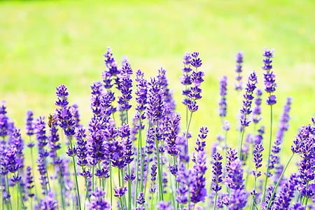 focused photo of purple flowers thumbnail