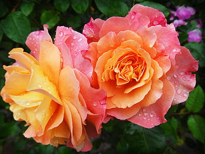 photo of two orange roses thumbnail