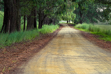 woodland street way during daytime thumbnail