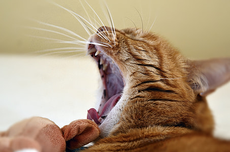 orange tabby cat thumbnail