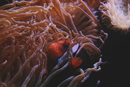 sea, water, ocean, swimming thumbnail
