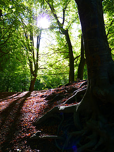green trees thumbnail