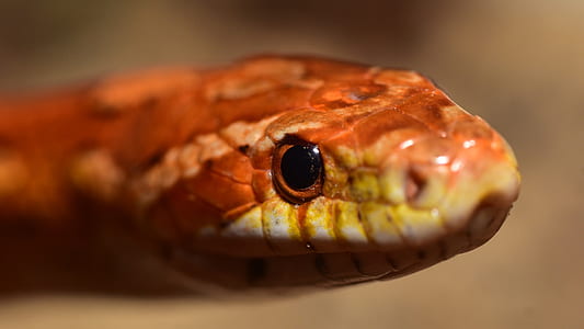 selective focus photography of brown and gray snake thumbnail