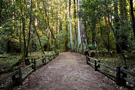 empty road in between forest thumbnail