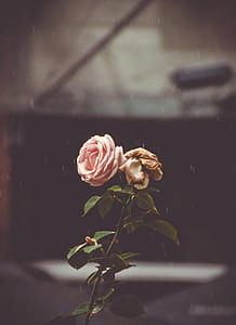 pink rose with stalk thumbnail