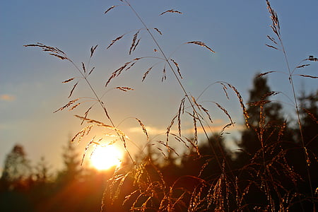 selective focus of brown wheat grains thumbnail