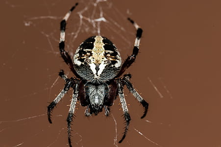 Black and Grey Spider thumbnail