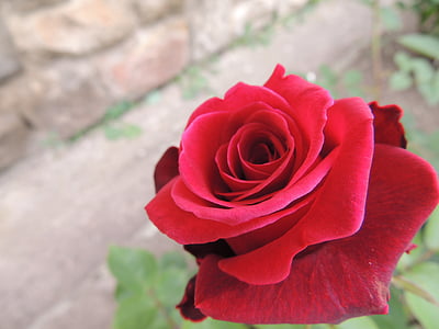 red rose on garden thumbnail