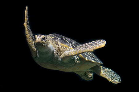 photo of turtle thumbnail