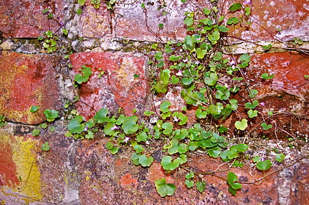 green leafed grass thumbnail