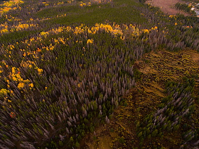 aerial view of trees thumbnail