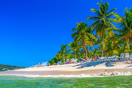 group of people under coconut tree near sea thumbnail