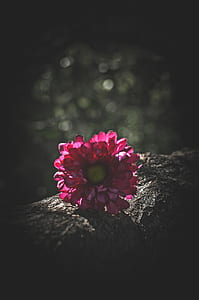 closeup photography of pink petaled flower thumbnail