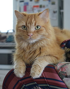 yellow tabby cat lying on multicolored textile in close-up photography thumbnail