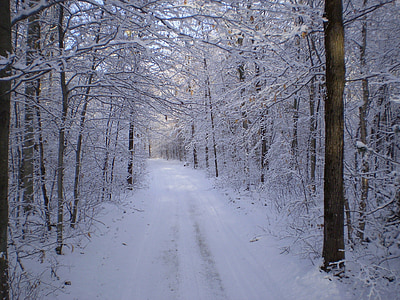 trees covered by snow thumbnail