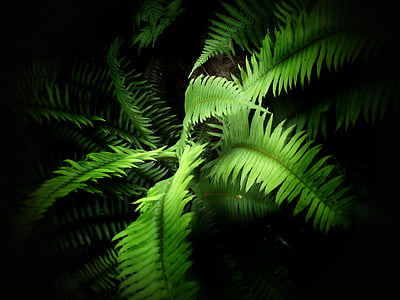 green fern plant thumbnail