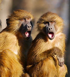 two brown apes with opened mouths thumbnail
