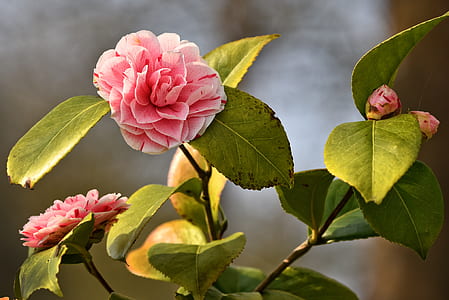 pink petaled flower thumbnail