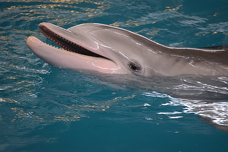 dolphin playing on water thumbnail