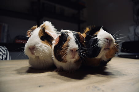 shallow focus photo of three guinea pigs thumbnail