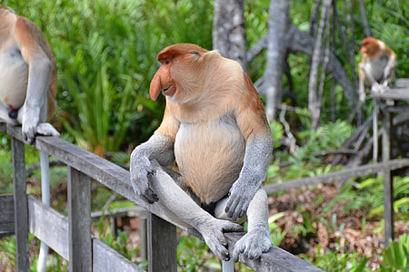 selective focus photography of proboskis monkey sitting on grill thumbnail