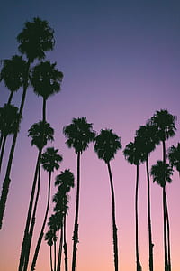 photography of trees thumbnail