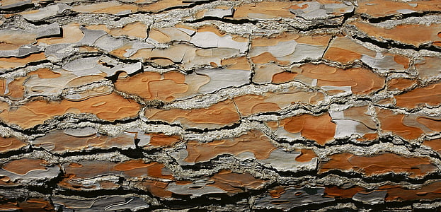bark, wood, tree, structure, brown, texture thumbnail