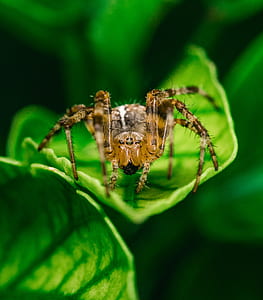 Brown Spider thumbnail