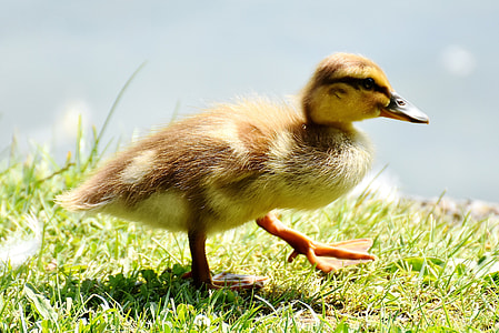 brown and yellow duckling walking on grass thumbnail