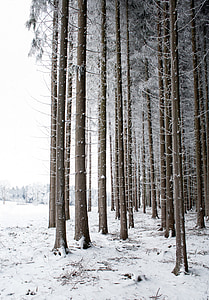 snow coated trees near snowfield thumbnail