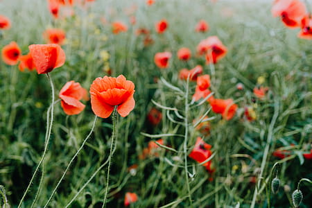 A field of Red Poppies thumbnail