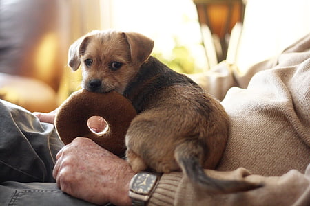 selective focus photography of short-coated brown and black puppy biting doughnut thumbnail
