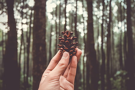person holding brown pine cone thumbnail