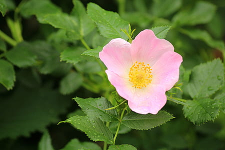 focus photography of pink petaled flower thumbnail