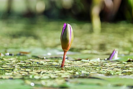 selective focus photo of purple waterlily buds thumbnail