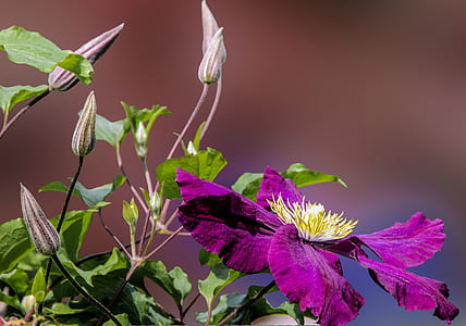 closeup photography of purple clematis flower thumbnail