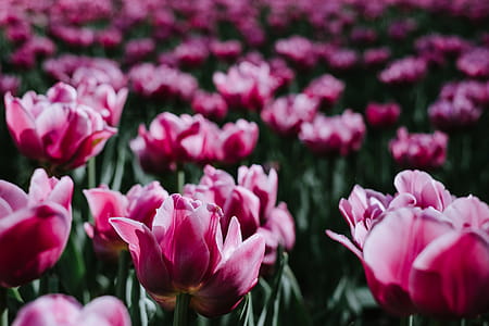 Purple Flower Field thumbnail