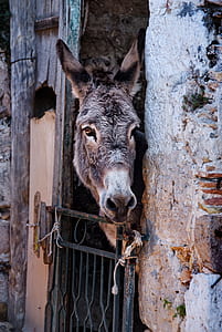 gray donkey in stables thumbnail