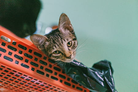 Brown Tabby Cat Lying on Plastic Rack thumbnail