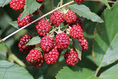red berries thumbnail