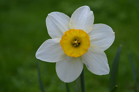 close-up photo of white and yellow daffodil flower on bloom thumbnail